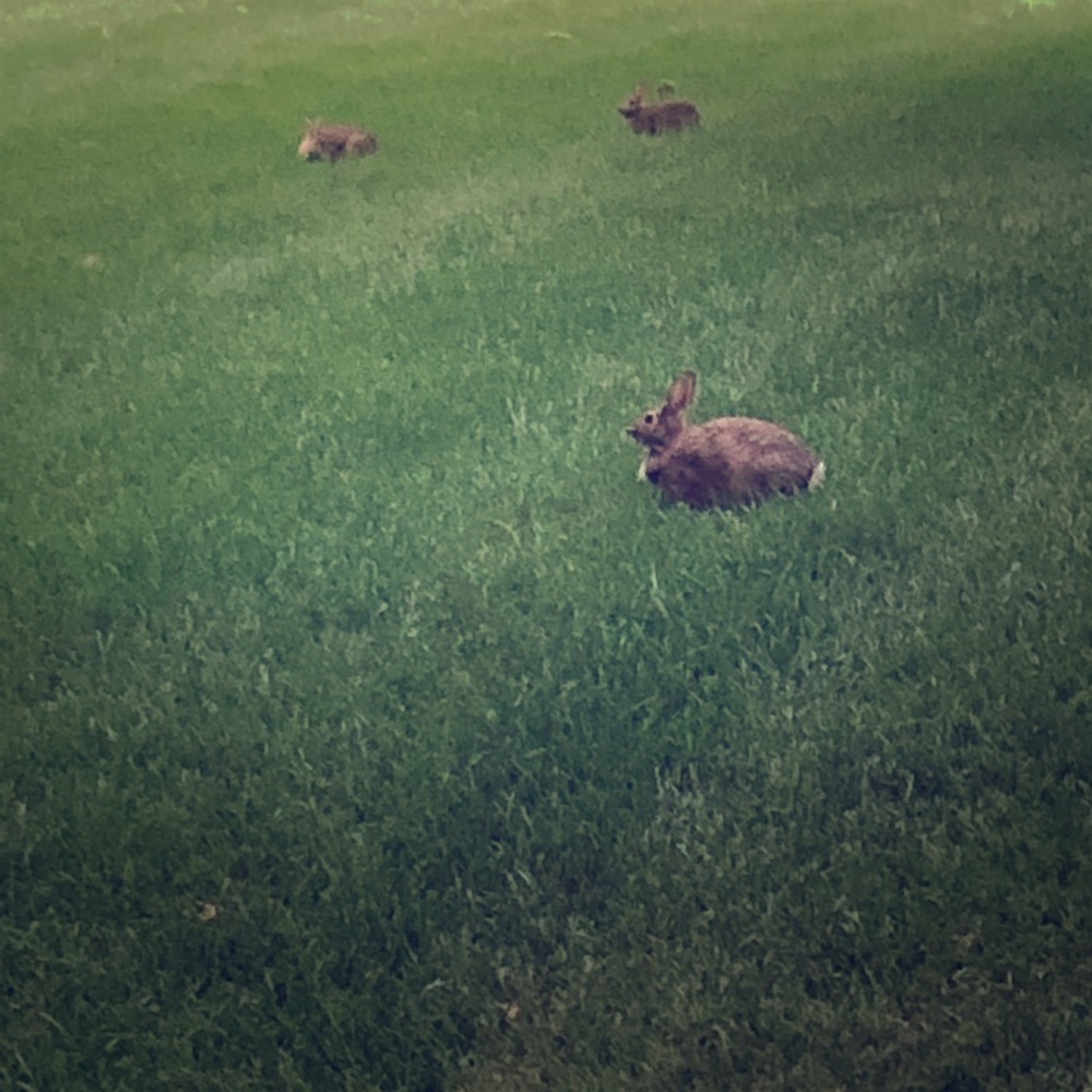 BunBUNS